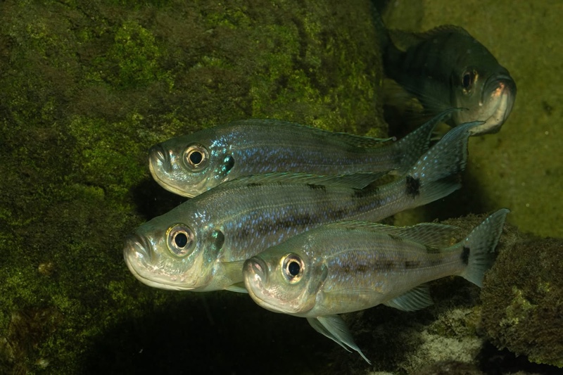 Haplotaxodon microlepis 'Cape Kabogo'